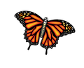 55 Inch Wide Supersize Ultra Monarch Butterfly Nylon Kite